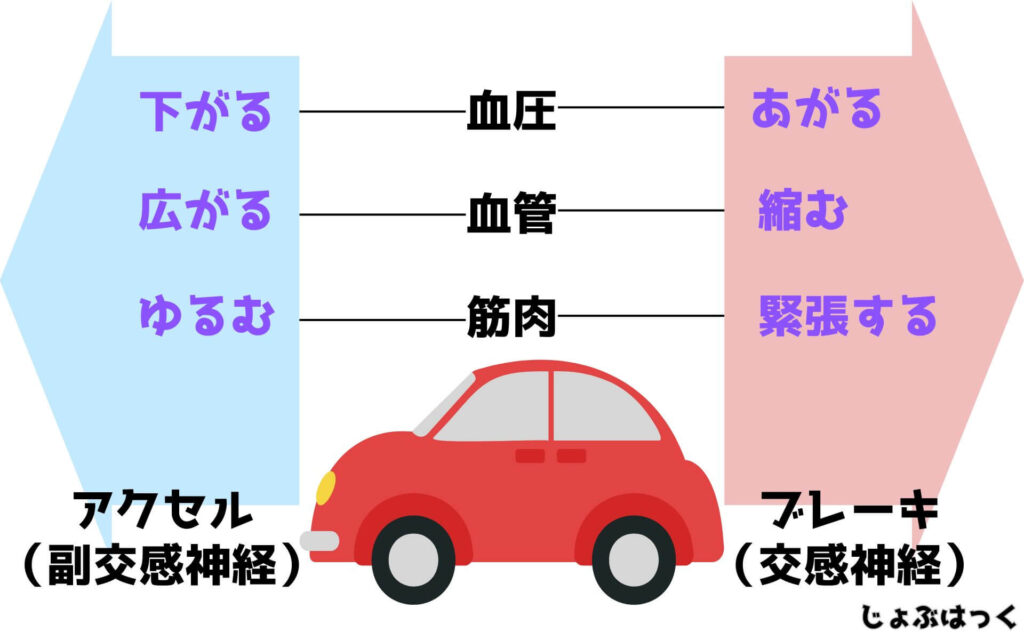 自律神経の乱れ